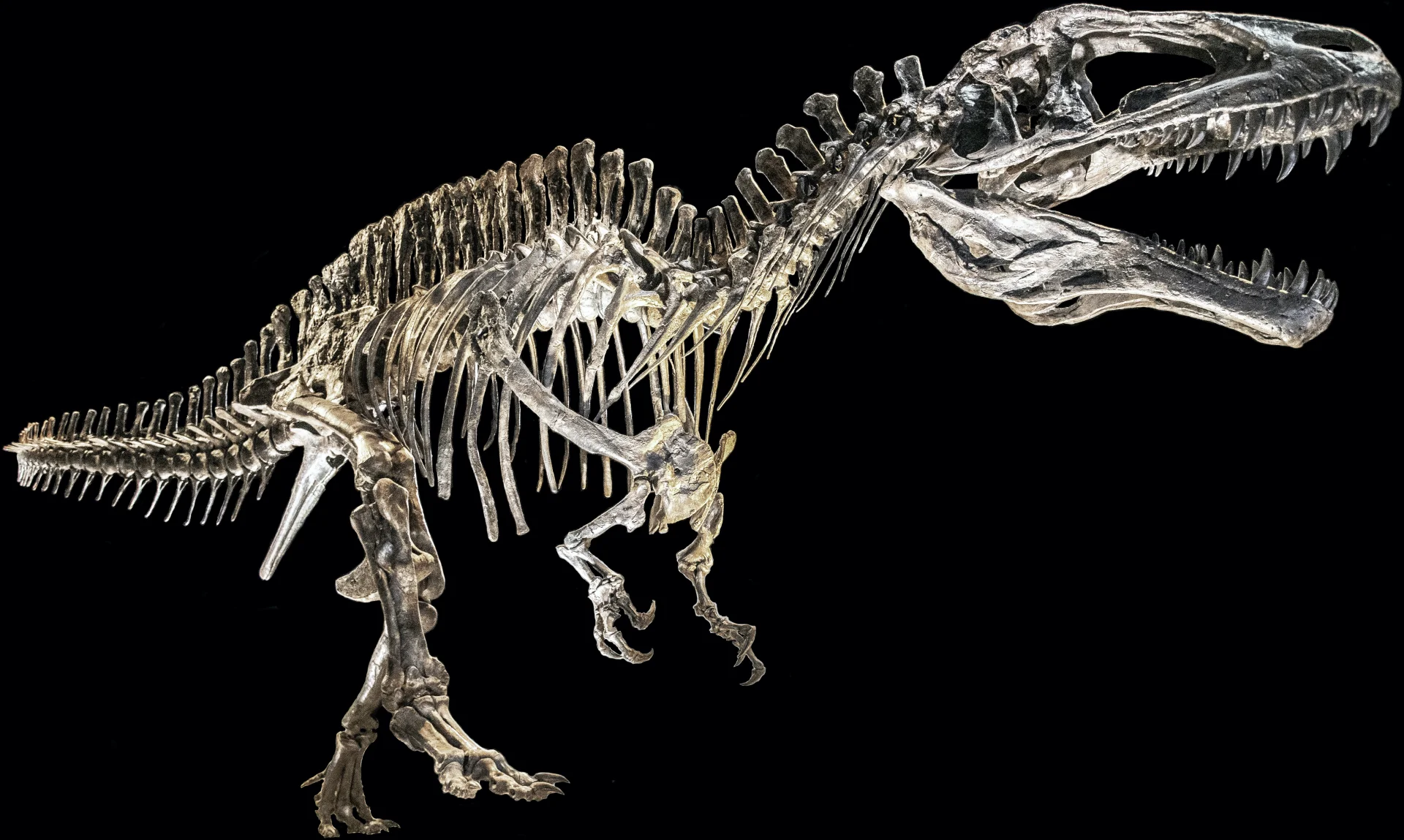 Acrocanthosaurus atokensis Skelett