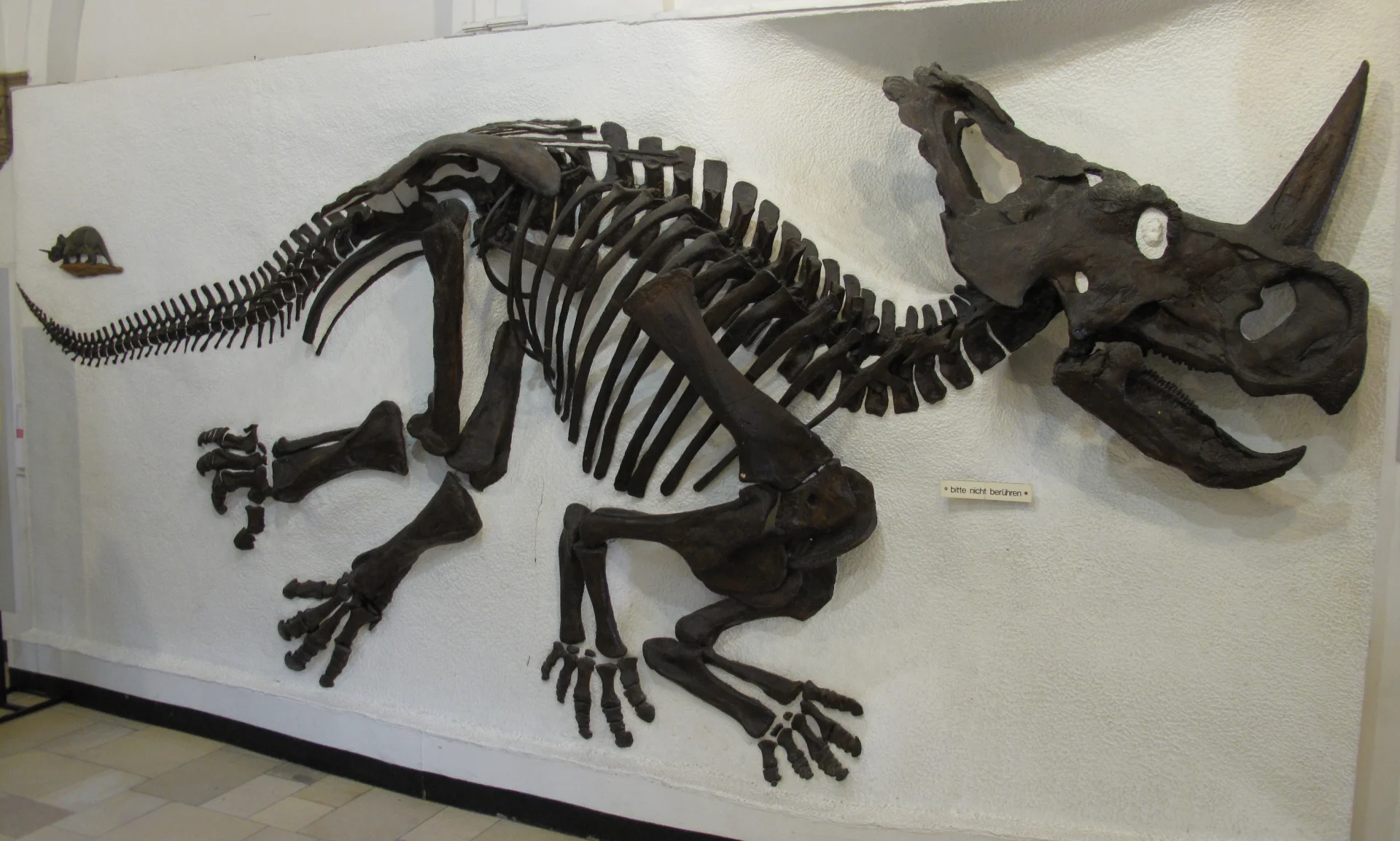 Centrosaurus Skelett