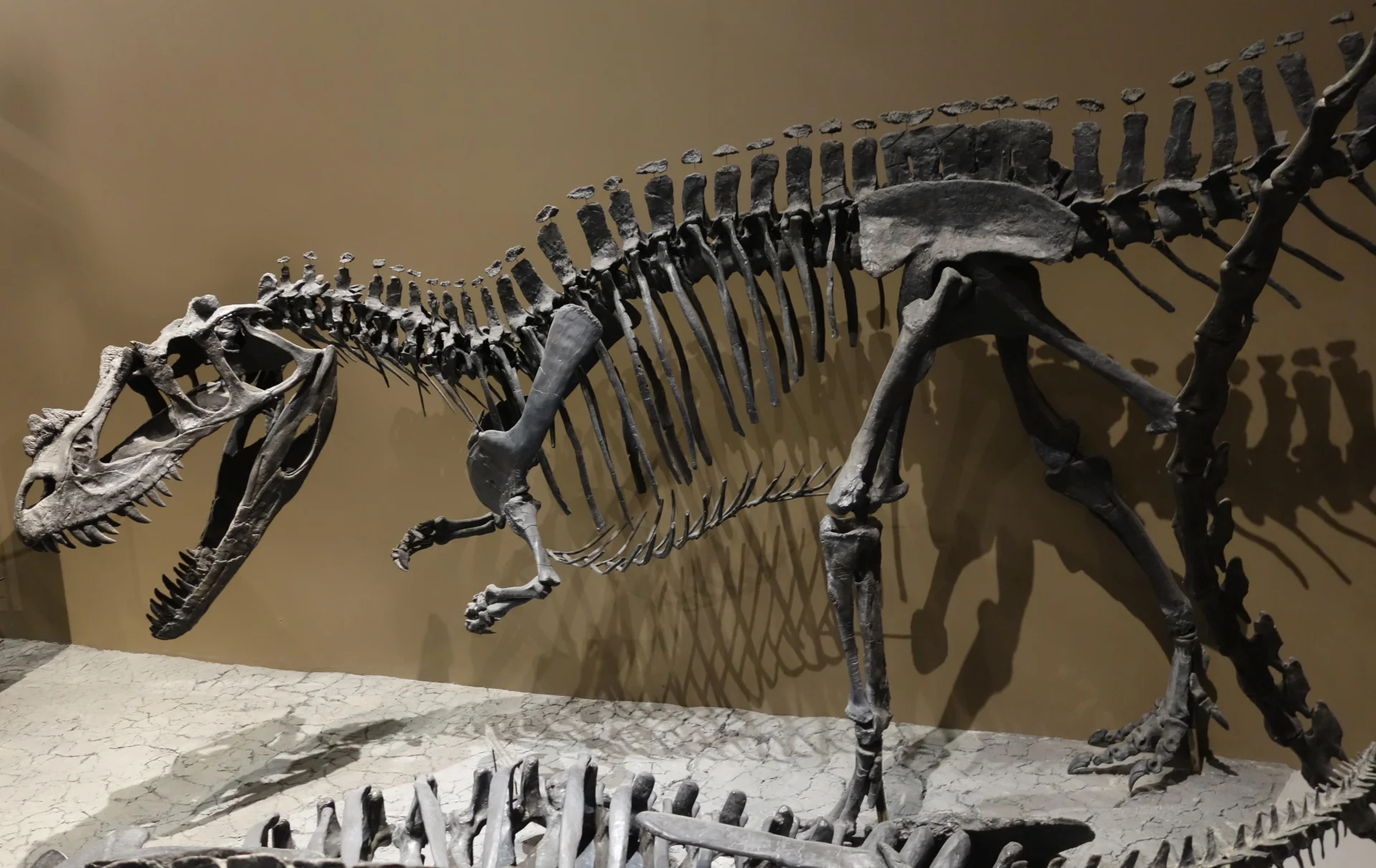Ceratosaurus Skelett