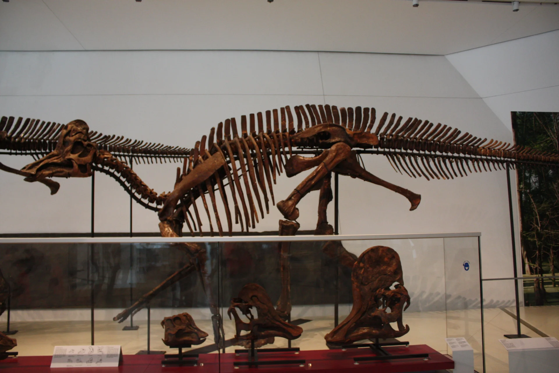 Corythosaurus Skelett