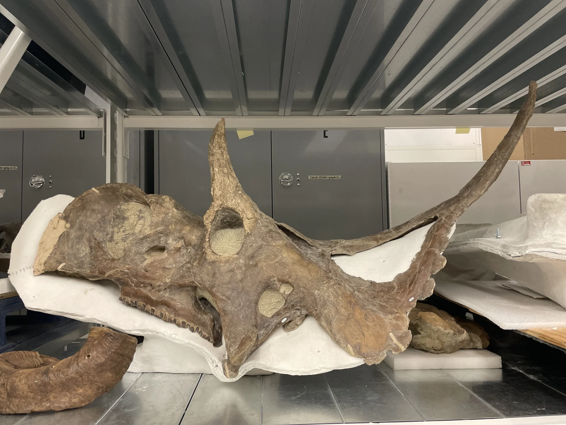 Diabloceratops Skelett