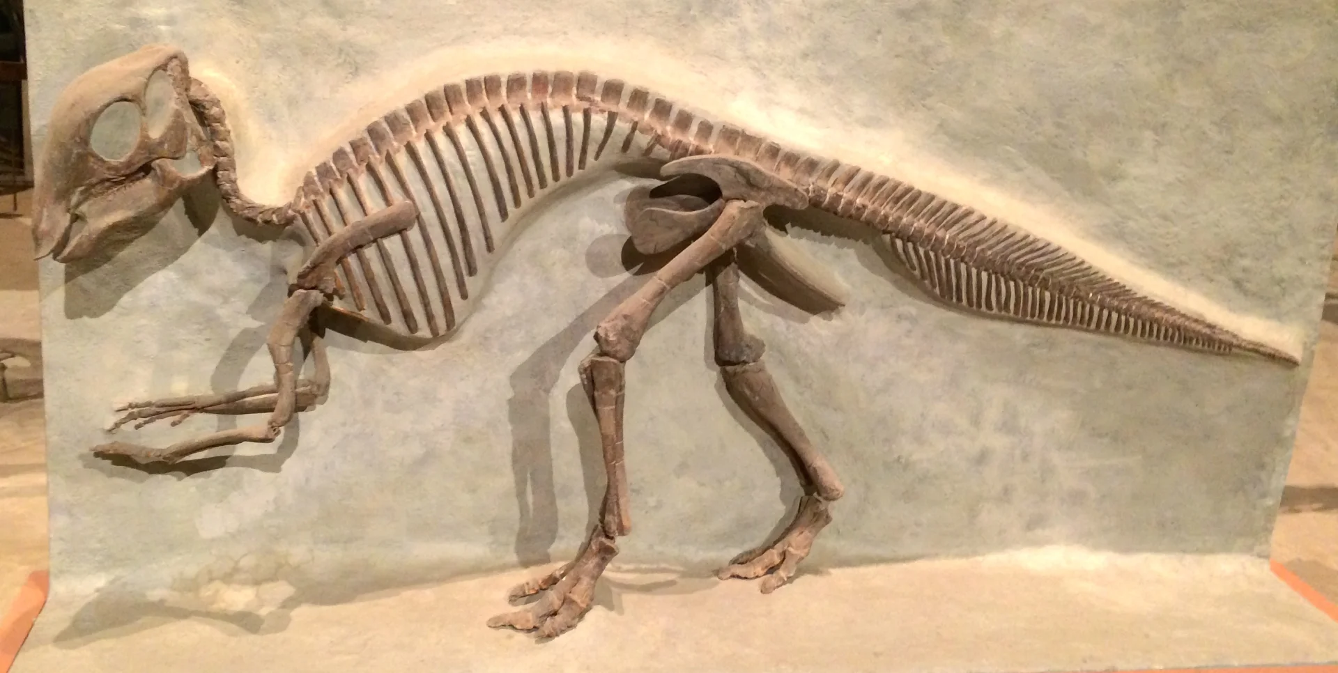 Maiasaura Skelett