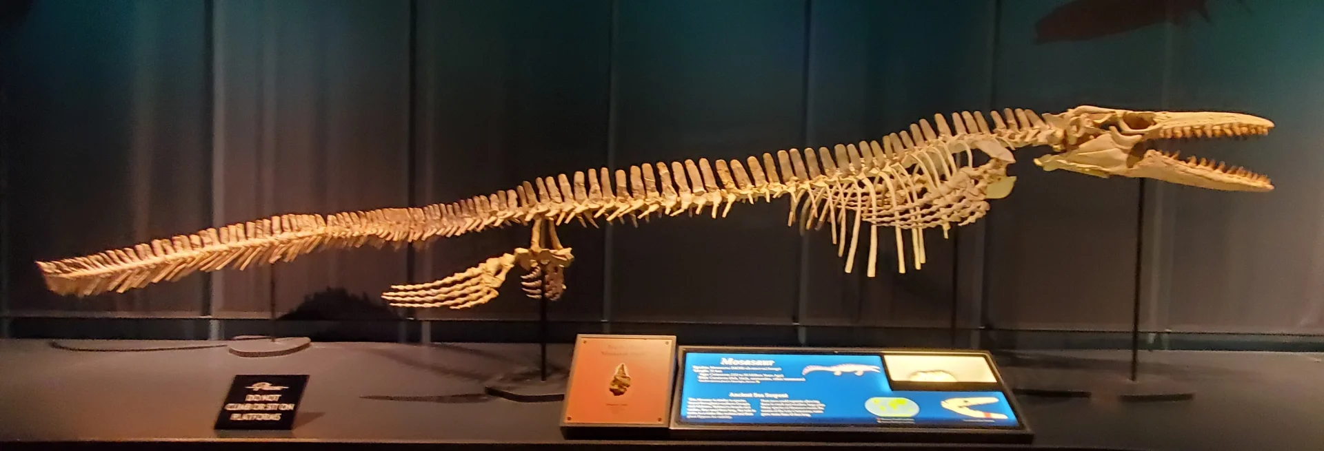 Mosasaurus Skelett