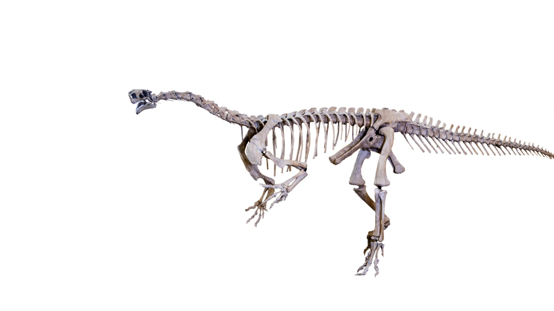 Plateosaurus Skelett