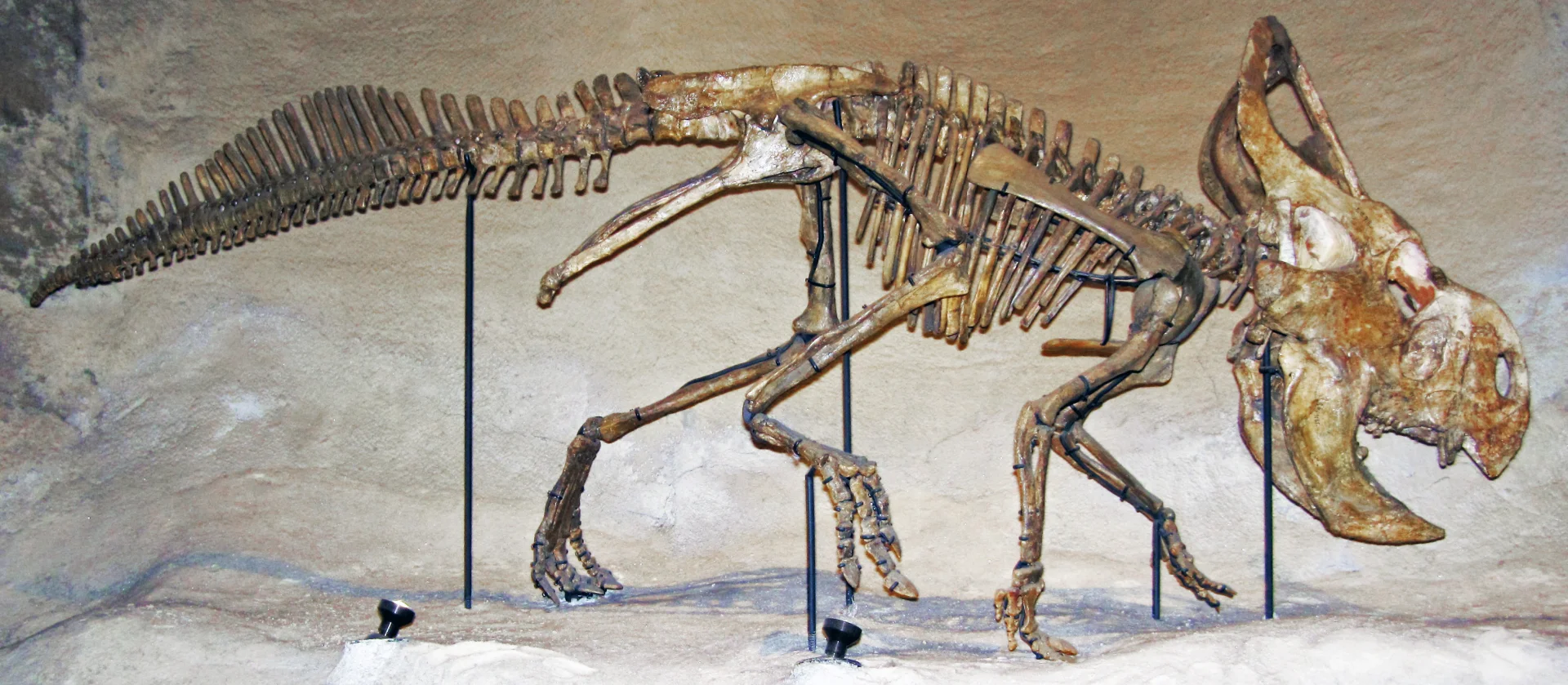 Protoceratops Skelett