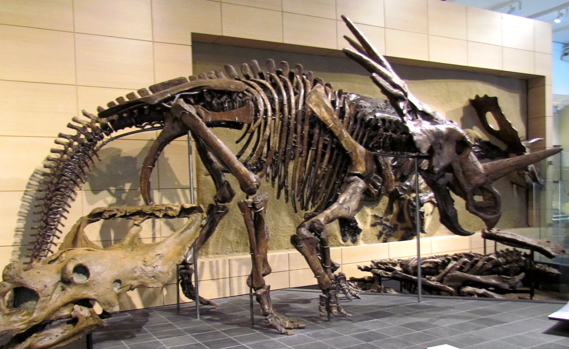 Styracosaurus Skelett