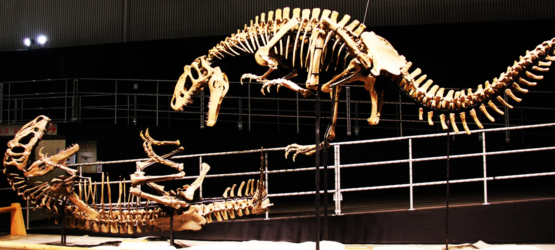 Yutyrannus Skelett