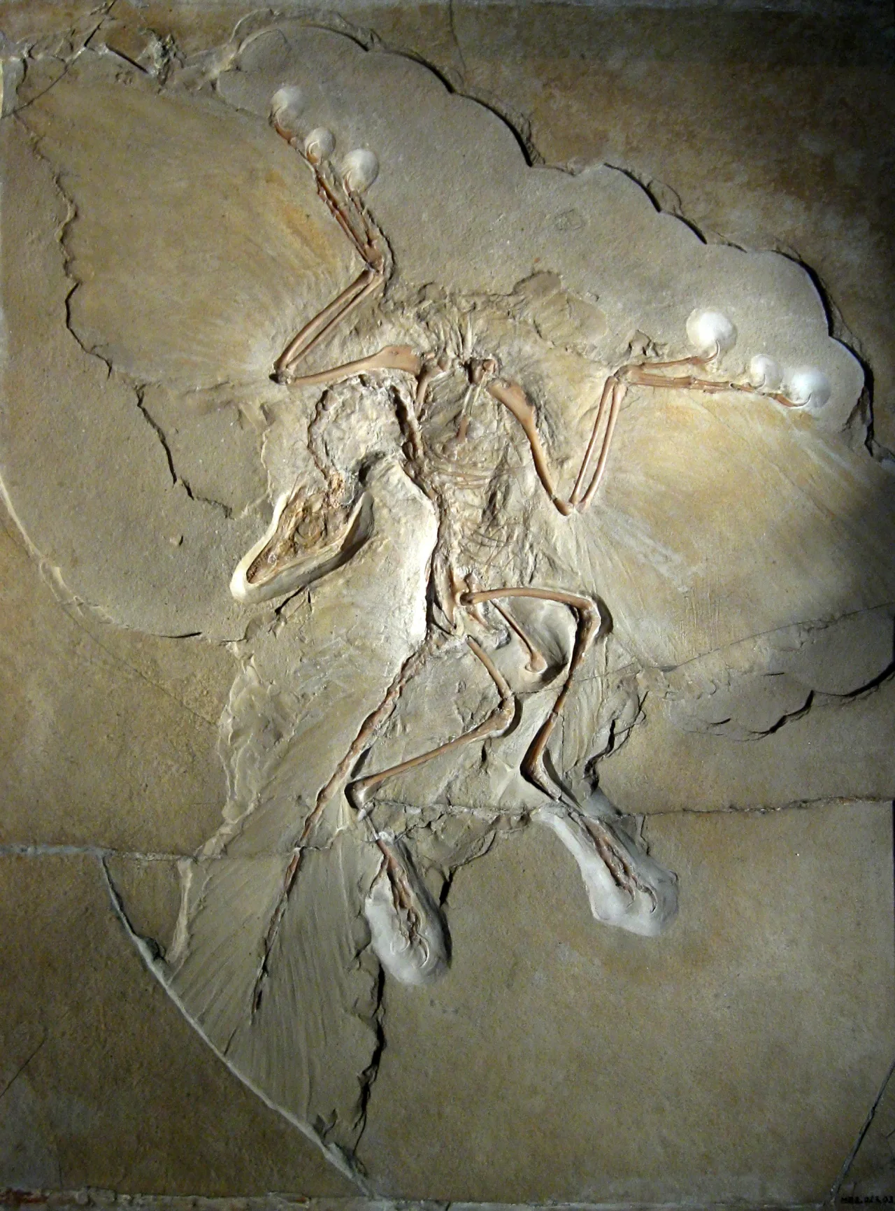 Das Berliner Exemplar des Archaeopteryx im Museum für Naturkunde Berlin