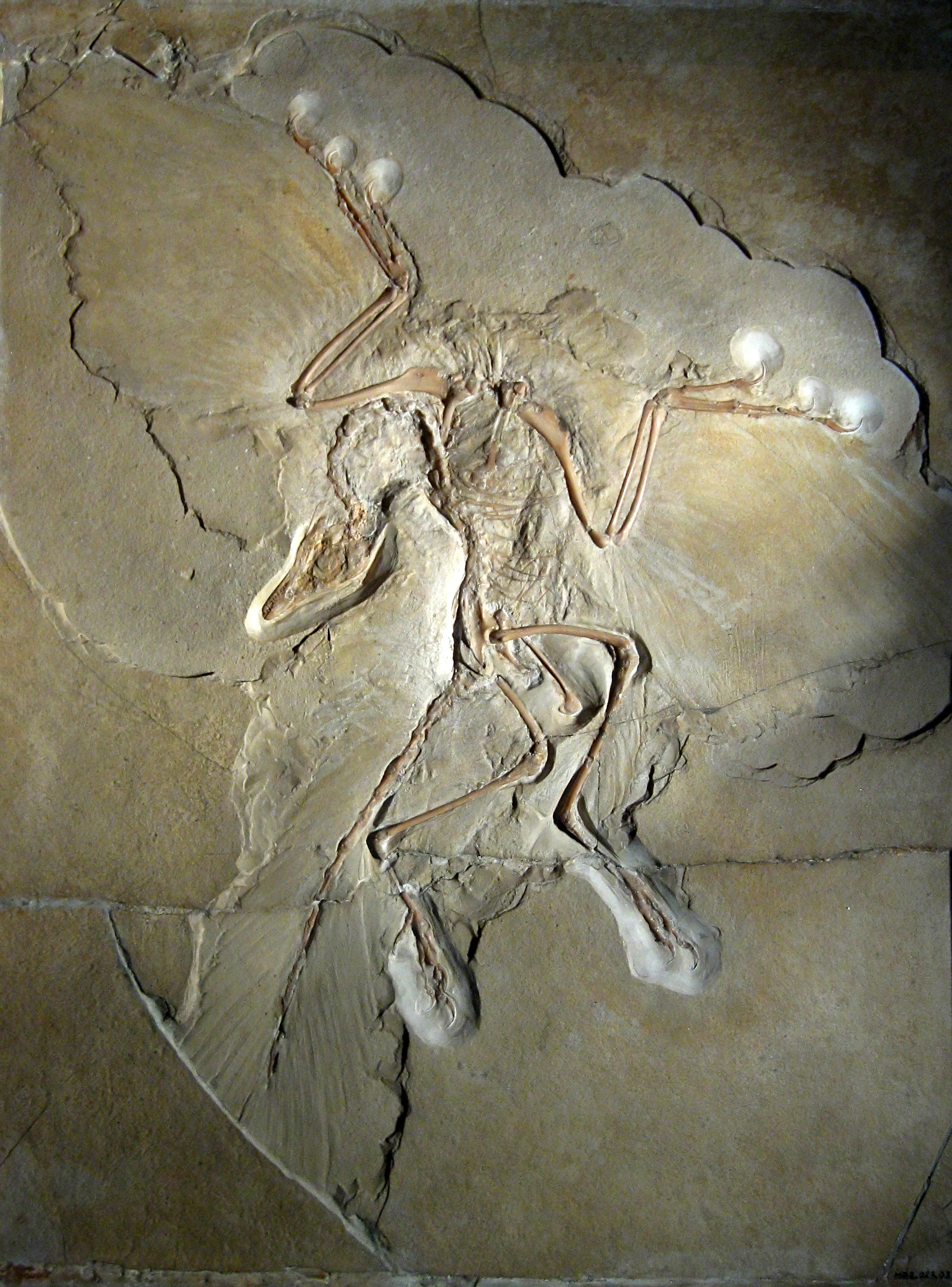 Das Berliner Exemplar des Archaeopteryx im Museum fuer Naturkunde Berlin