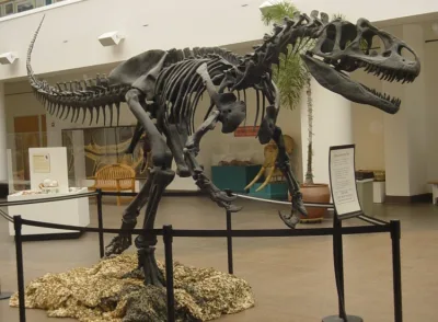 Big Al Skelett im Museum of the Rockies
