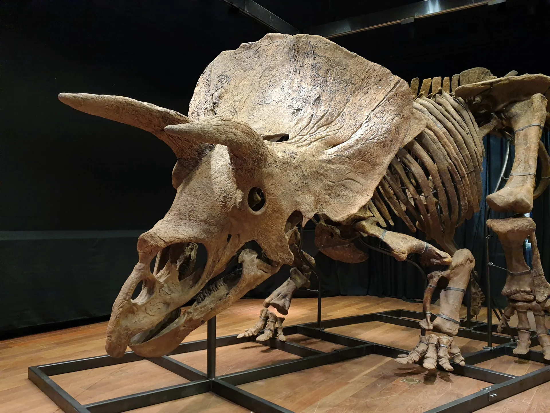 Big John Triceratops-Schädel