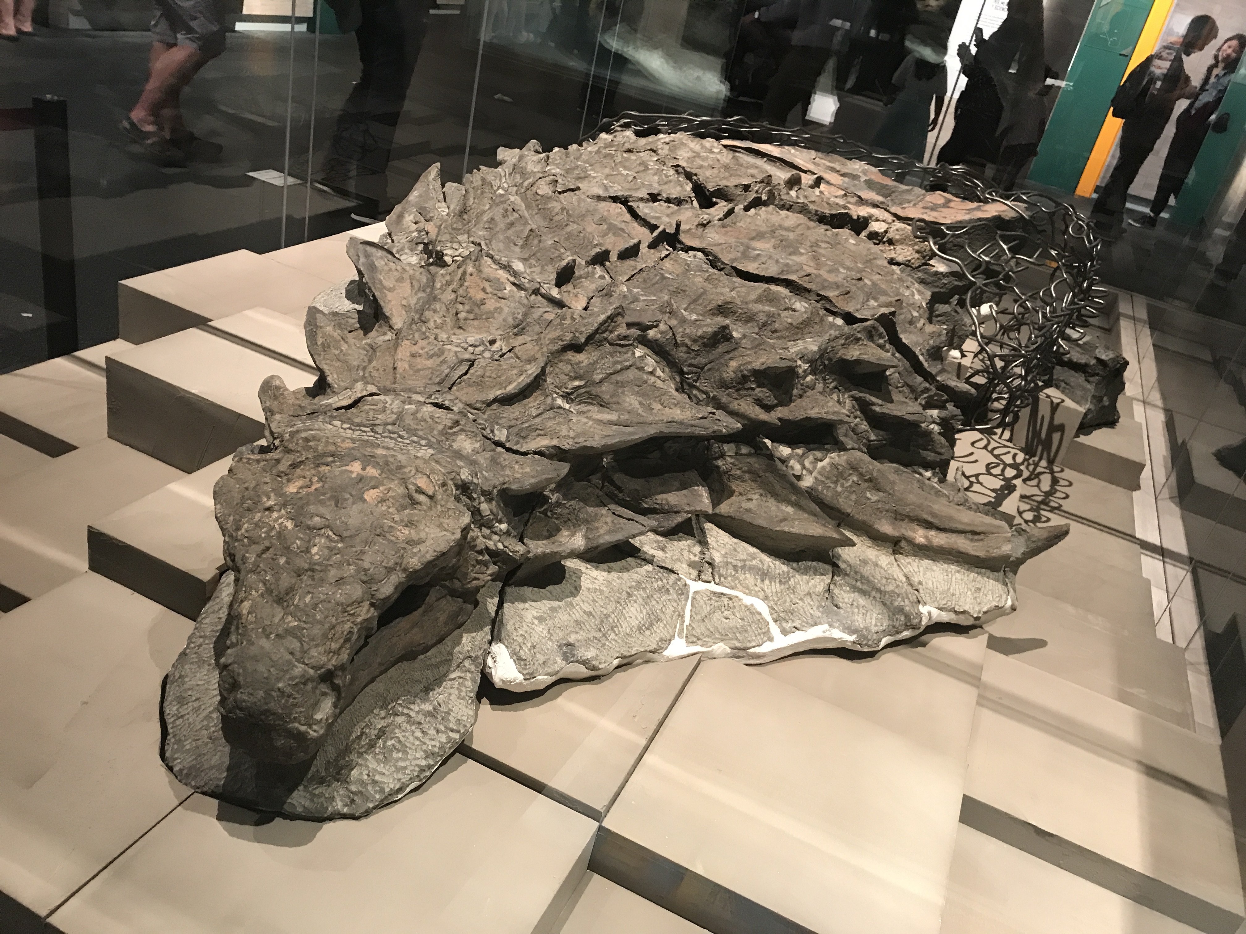 Borealopelta Mumie im Royal Tyrrell Museum