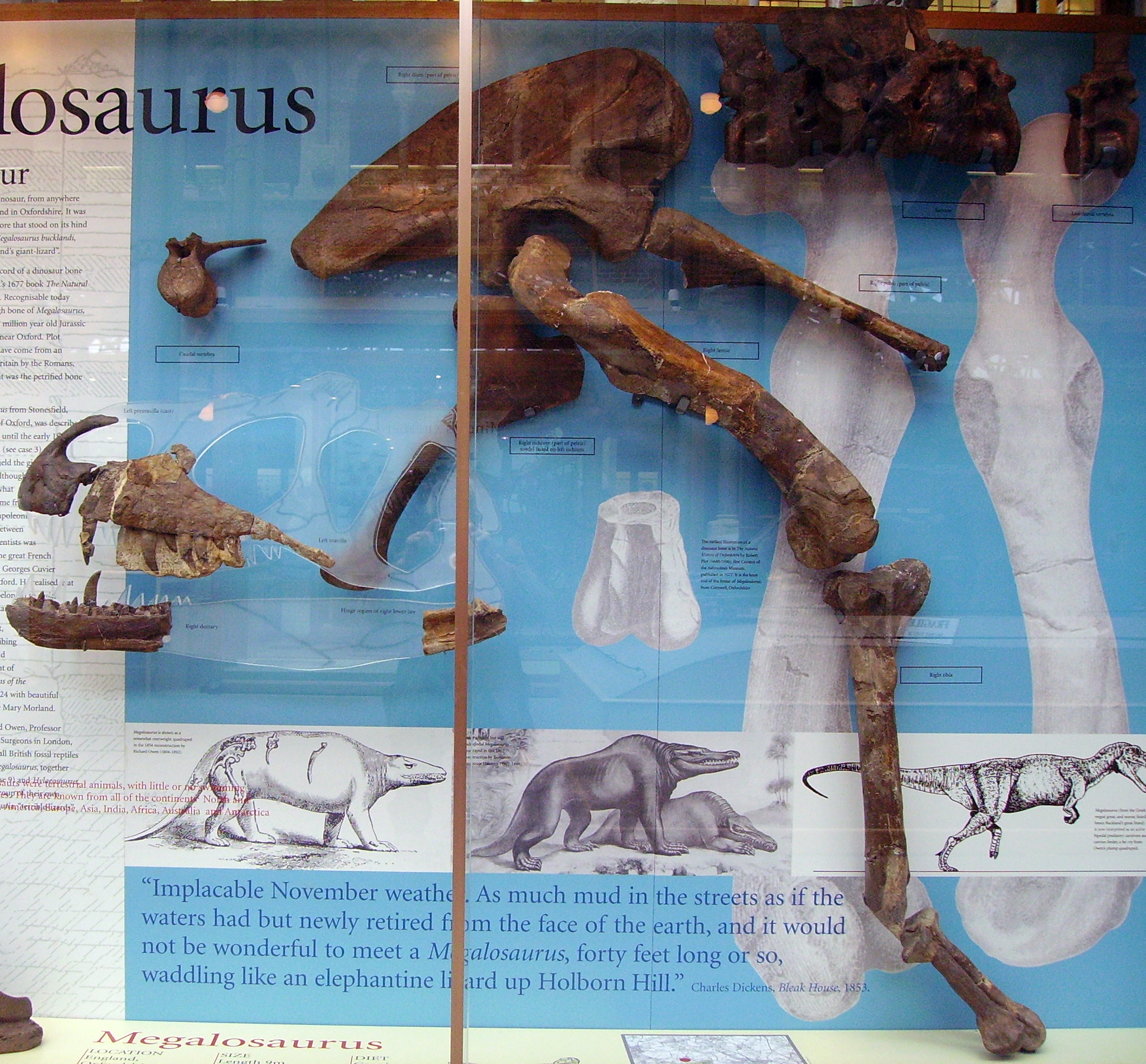 Megalosaurus-Unterkiefer im Oxford University Museum of Natural History