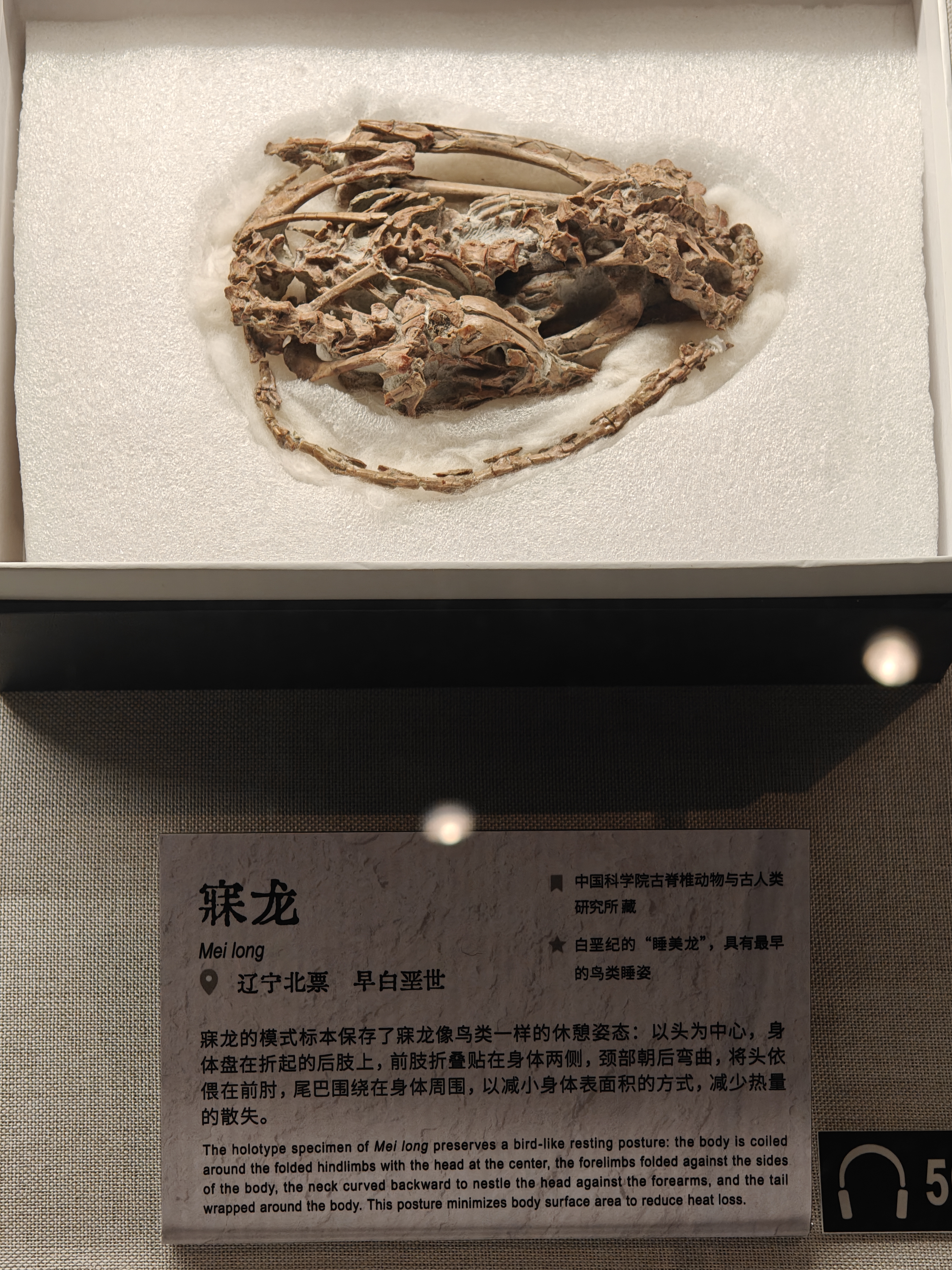 Mei long Fossil in schlafender Pose
