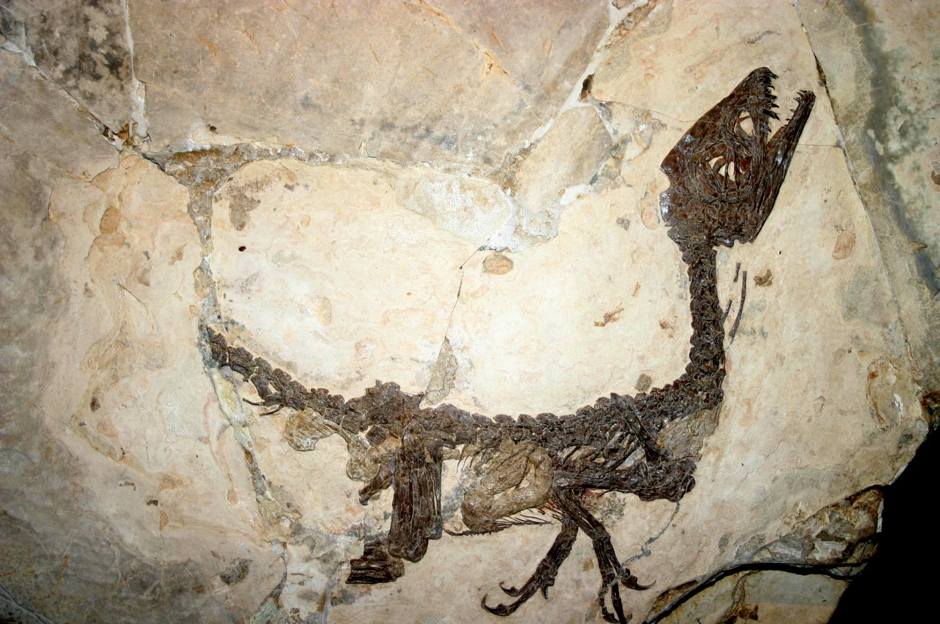 Scipionyx samniticus Holotyp mit erhaltenen inneren Organen