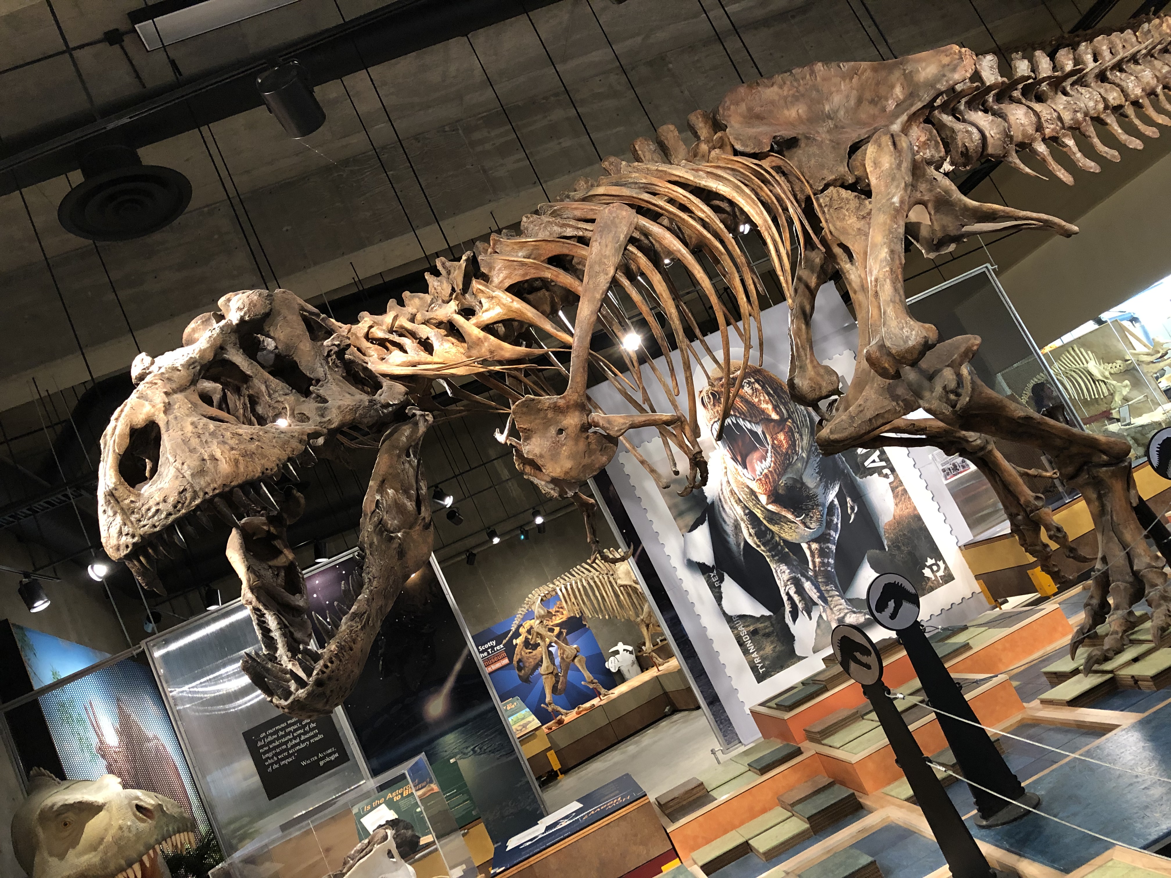 Scotty Skelett im T.rex Discovery Centre Saskatchewan