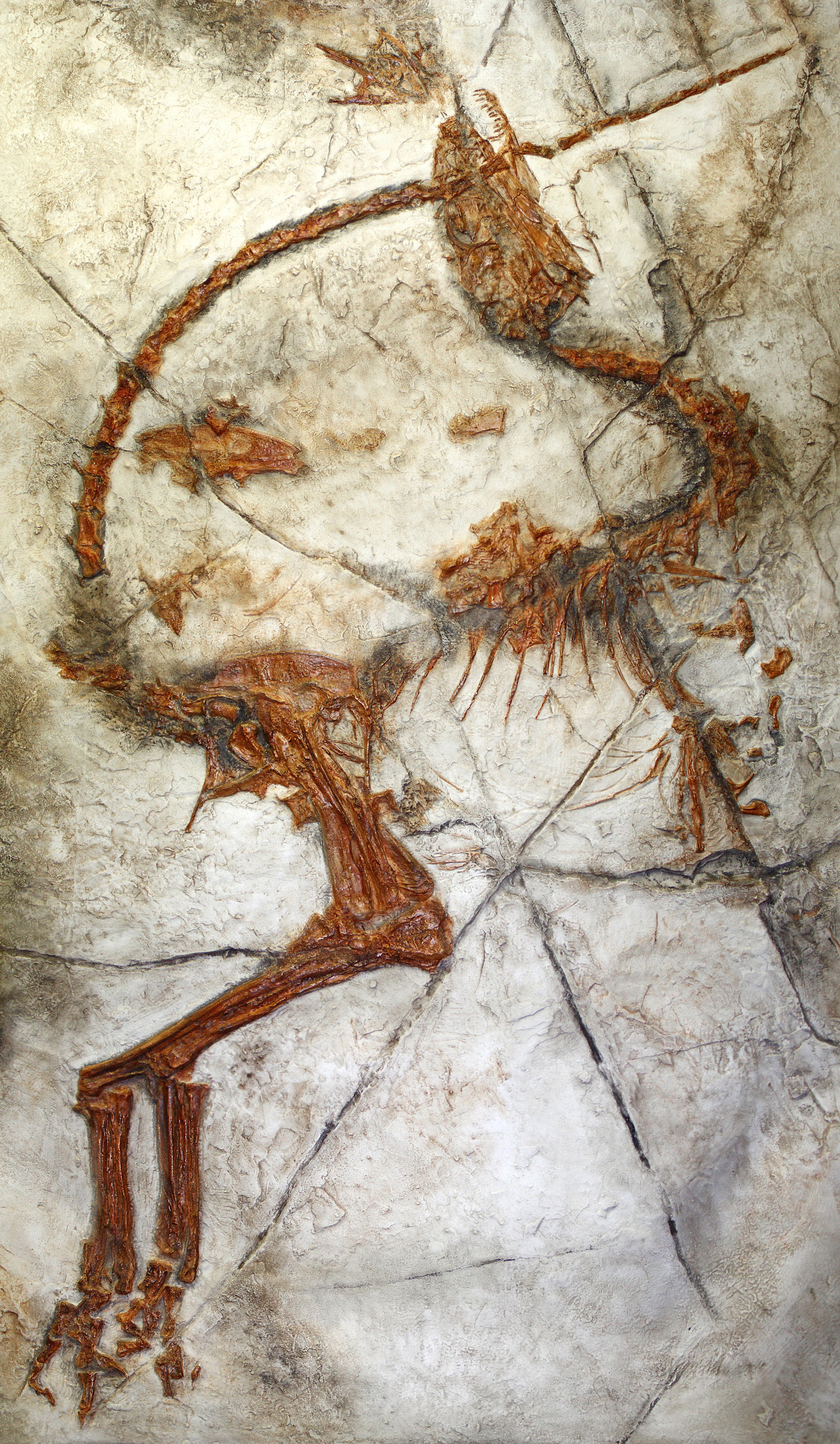 Sinosauropteryx Fossil mit erhaltenen Protofedern