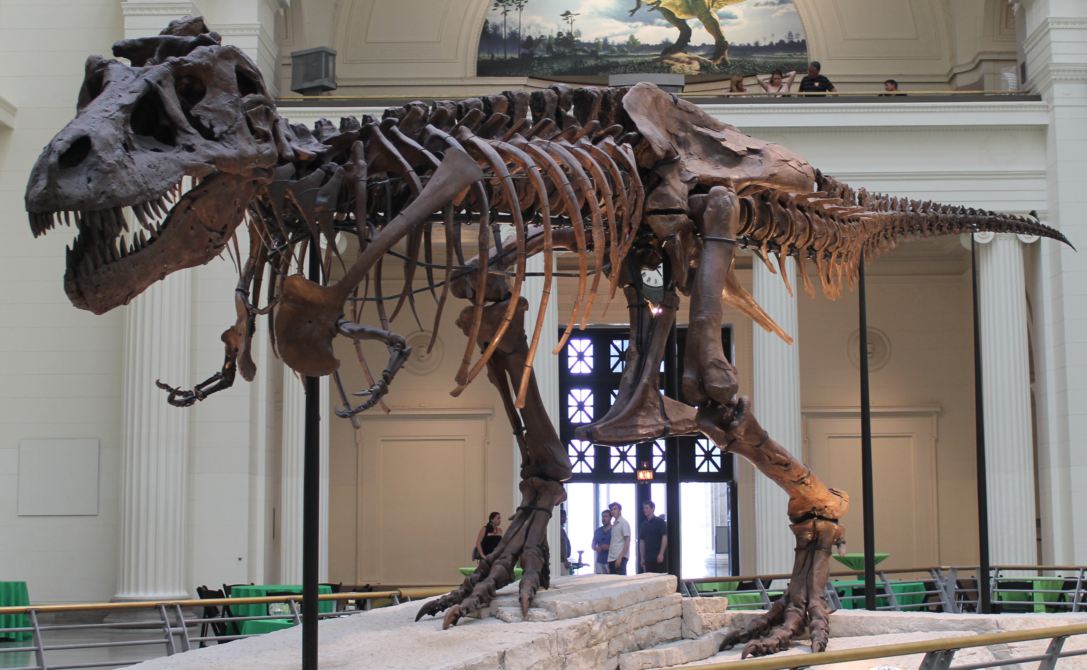 Sue, das T-Rex-Skelett im Field Museum Chicago