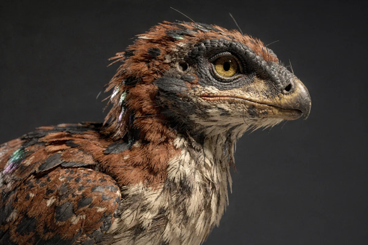Detailreiche wissenschaftliche Rekonstruktion eines kleinen Theropoden mit dichtem rot-braunem Federkleid