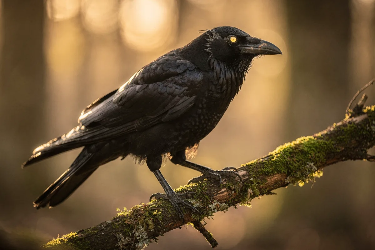 Nahaufnahme einer Rabenkrähe auf einem bemoosten Ast im Gegenlicht