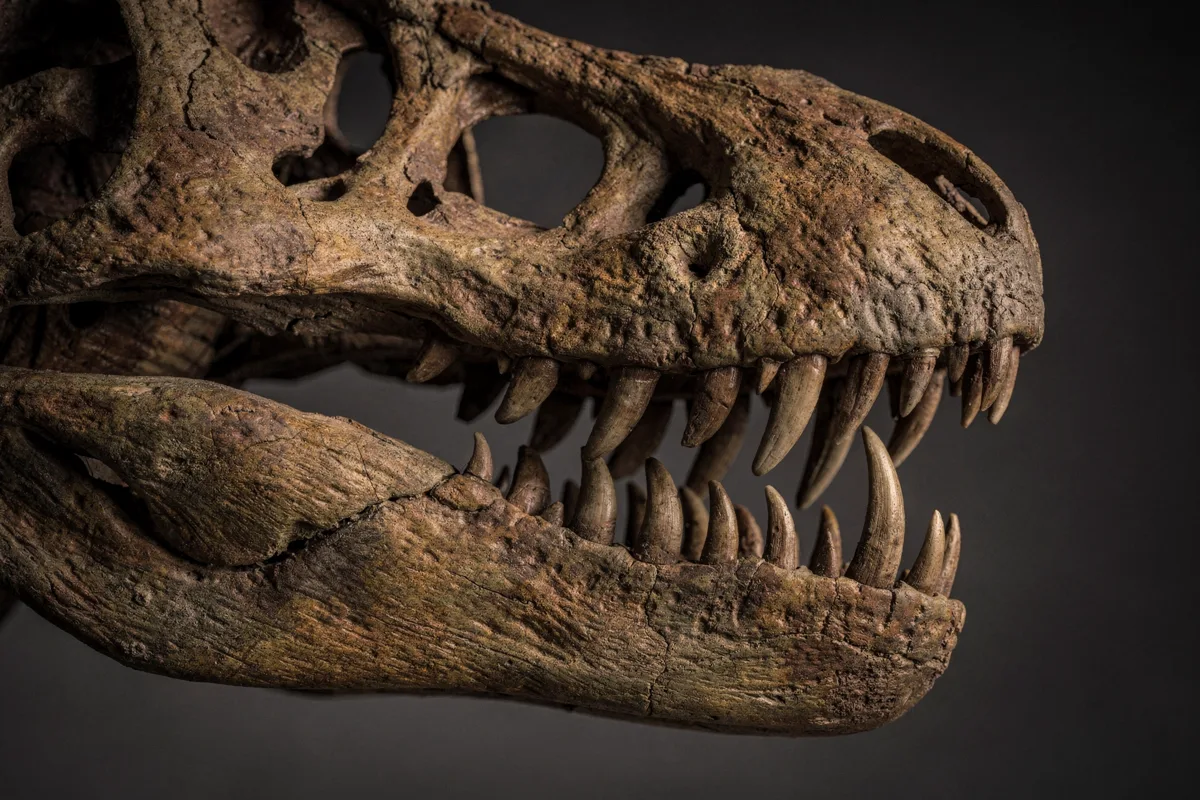 Detailaufnahme eines Theropoden-Schädels mit spitzen, gebogenen Zähnen und Sägekanten