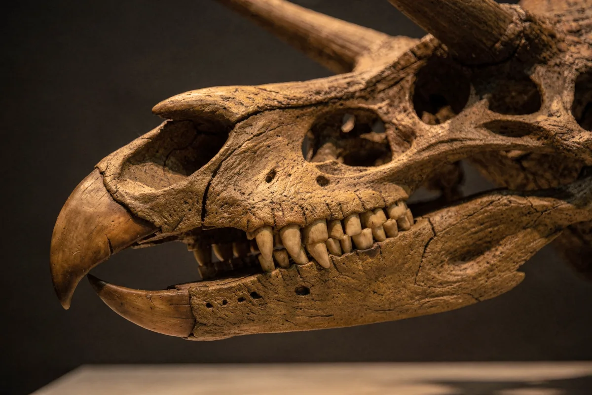 Detailaufnahme eines Triceratops-Schädels mit papageienartigem Schnabel und Backenzahnreihe