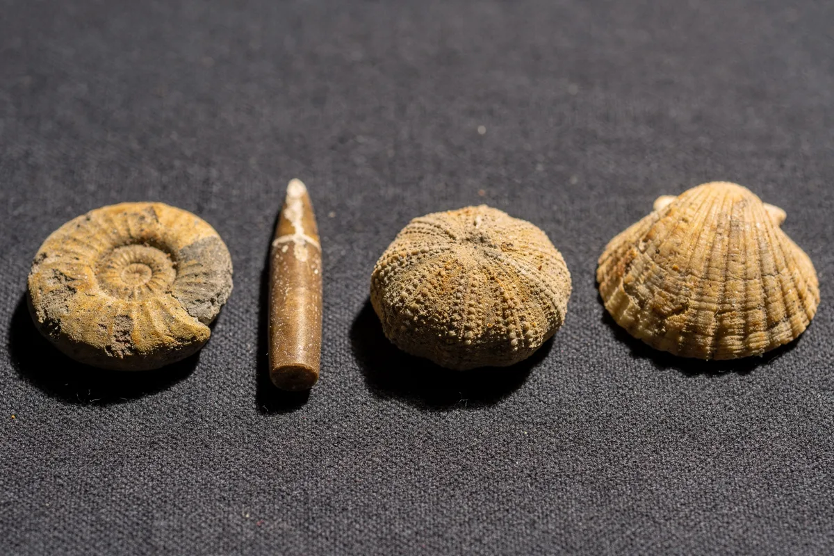 Vier typische Fossilienfunde nebeneinander auf dunkelgrauem Stoff: ein spiralförmiger Ammonit, ein zigarrenförmiger Belemnit, ein versteinerter Seeigel und eine Muschel