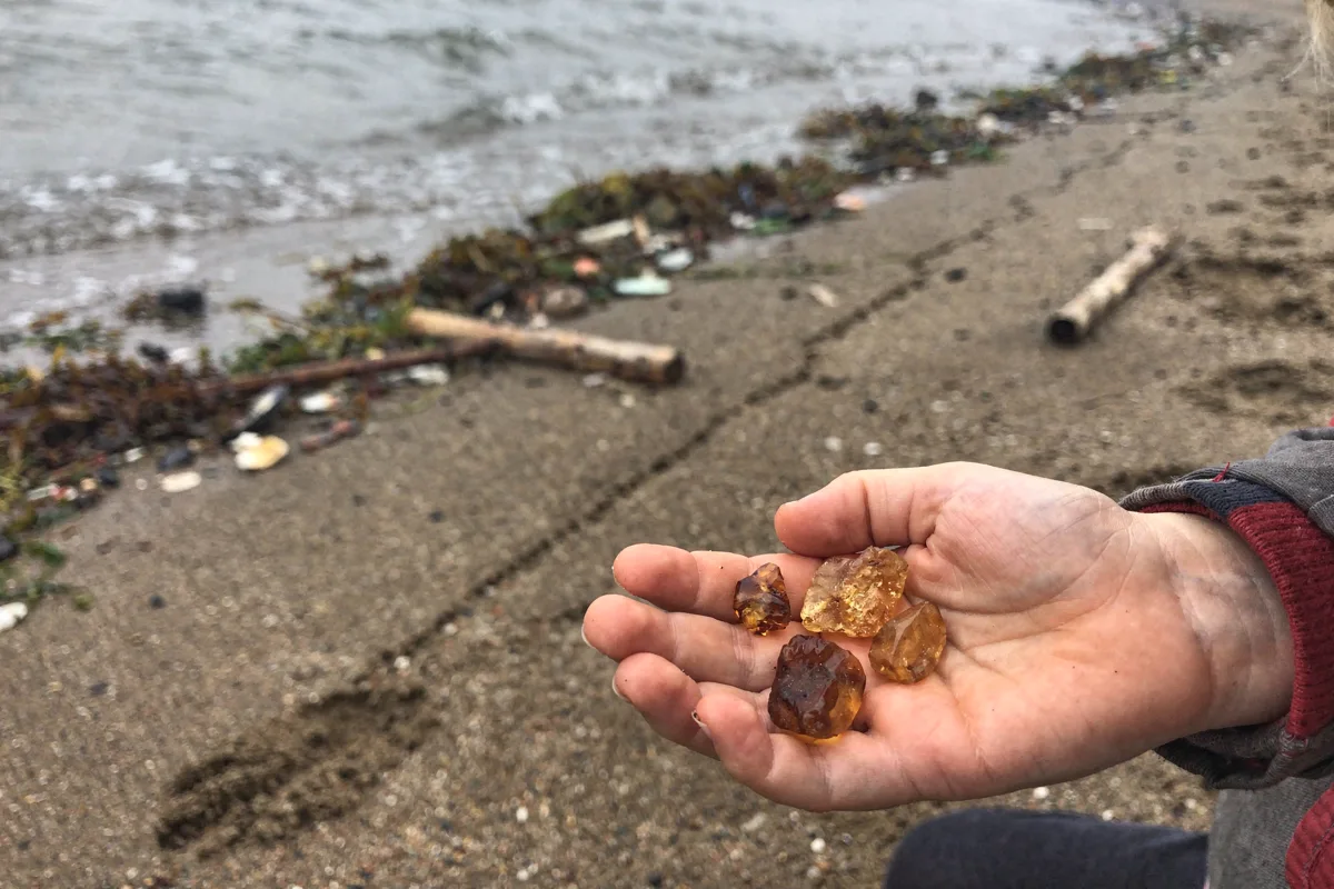 Eine frisch gespaltene Kalksteinplatte liegt wie ein Buch aufgeklappt auf Steinbruchschotter, in der Mitte der klare Abdruck eines spiralförmigen Ammoniten, daneben ein kleiner Geologenhammer